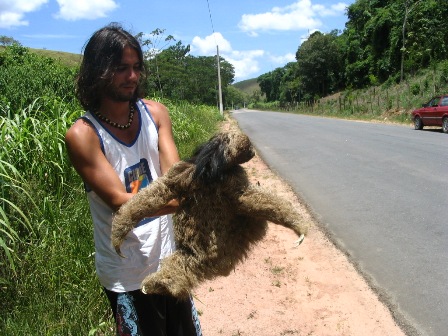 bicho preguica